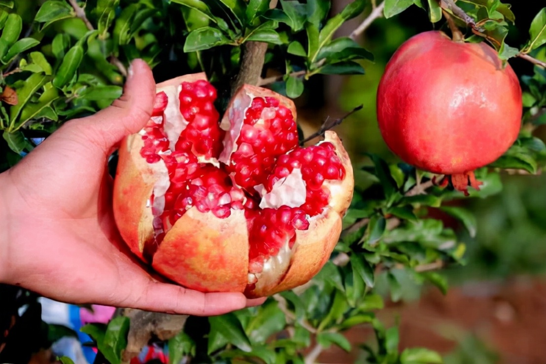 国内畅销的进口水果,最近很火的进口水果