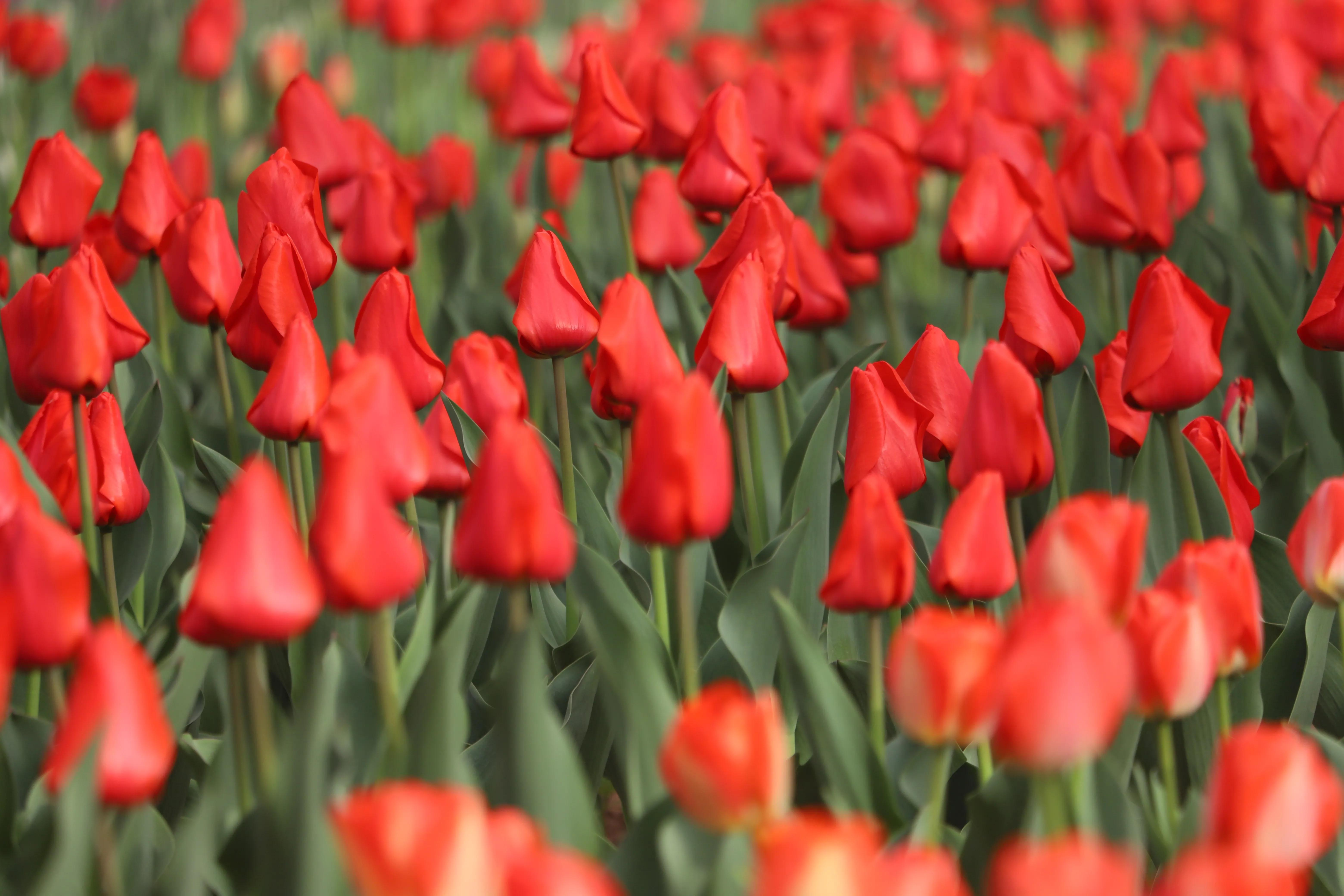 骏景花园116平米,骏景花园小区效果图