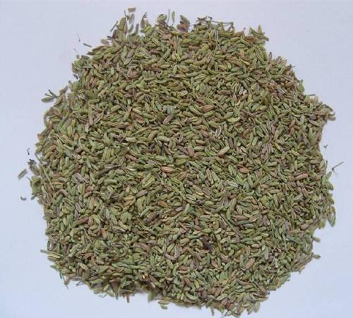 茴香菜结种子,结球茴香适合多少度下生长