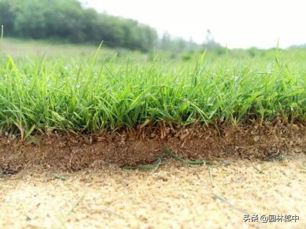 草坪除草八大注意事项,草坪草怎么管理得又矮又密