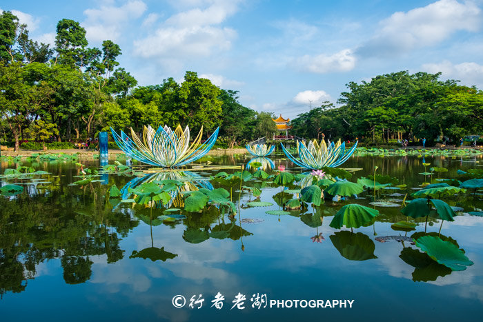 最美荷花展深圳,深圳最美荷花