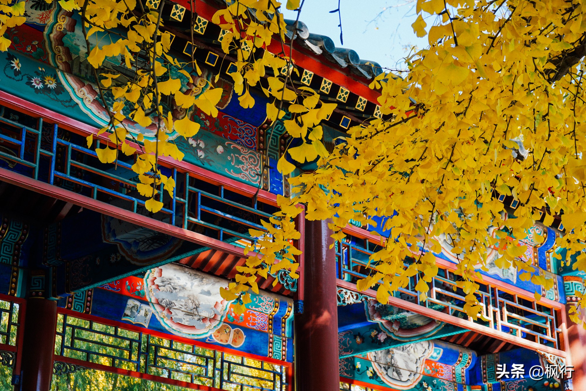 北京18个看银杏的好地方在哪,北京八大处看银杏攻略