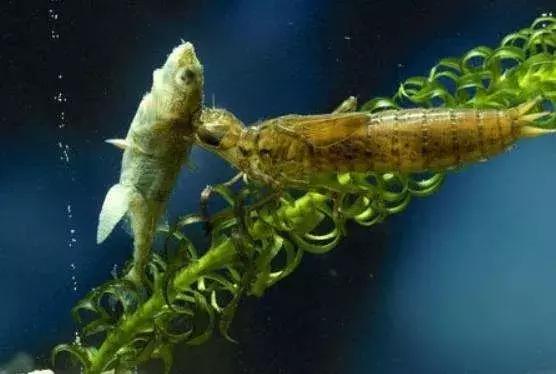 蜻蜓怕什么怎么赶走它,蜻蜓捕捉蚊子的过程