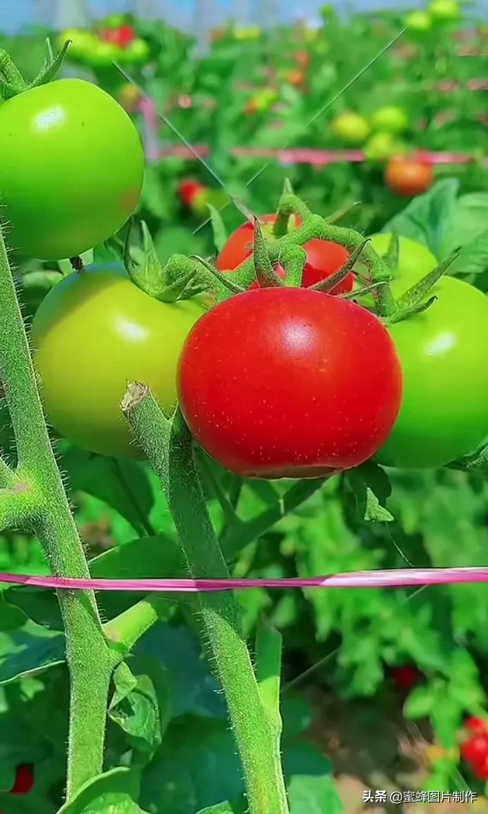 护眼精美壁纸图片大全,各种精彩护眼纯色壁纸大屏