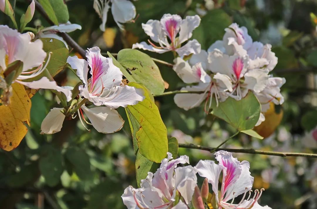 在云南，做一个“花吃”，挺好