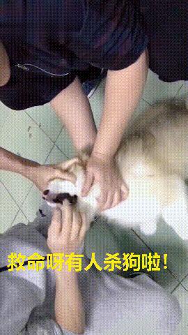 怎么强行喂狗吃药,快速喂狗