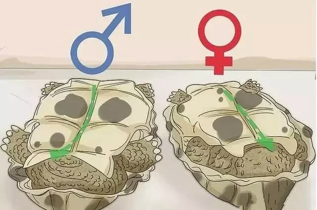 乌龟是怎么繁殖和养育后代的,刚破壳的小乌龟怎样分雌雄
