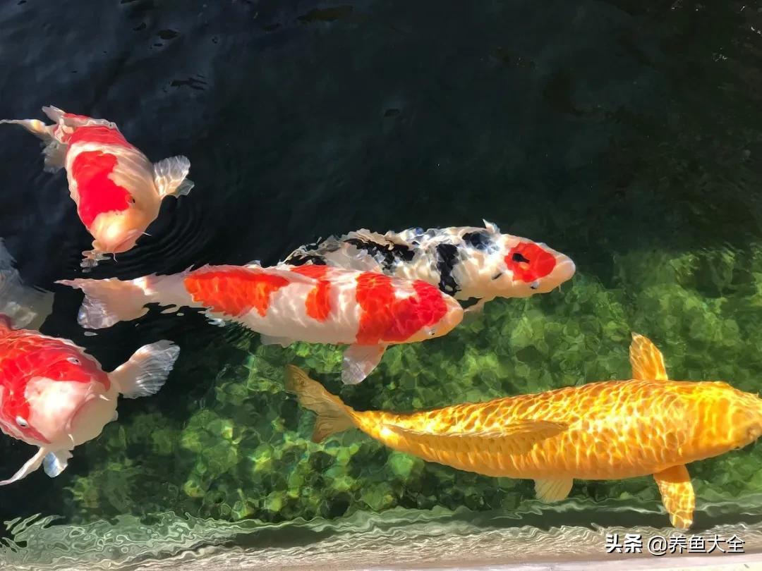 新手养的锦鲤不吃食,锦鲤不养了怎么处理掉