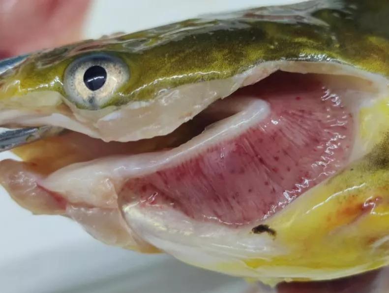 黄骨鱼出血病下什么药,黄骨鱼内脏出血是怎么回事