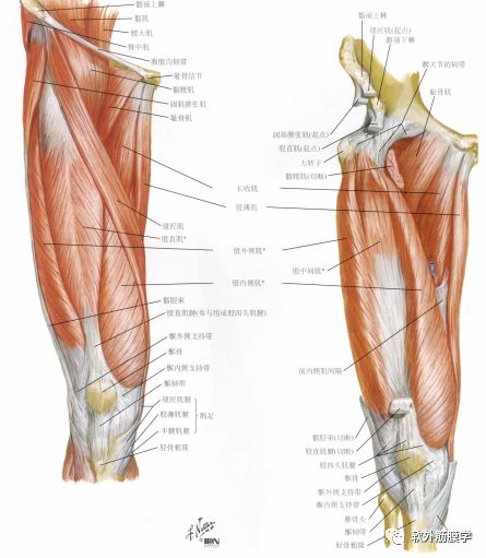 全套人体解剖口诀,人体解剖图谱推荐