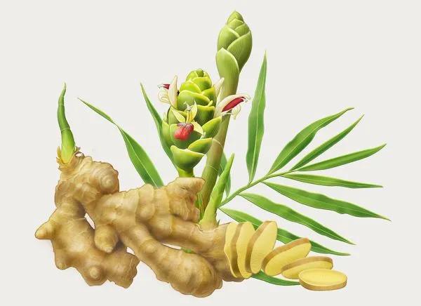 中国生姜在国外有多厉害,中国生姜在国外抢购