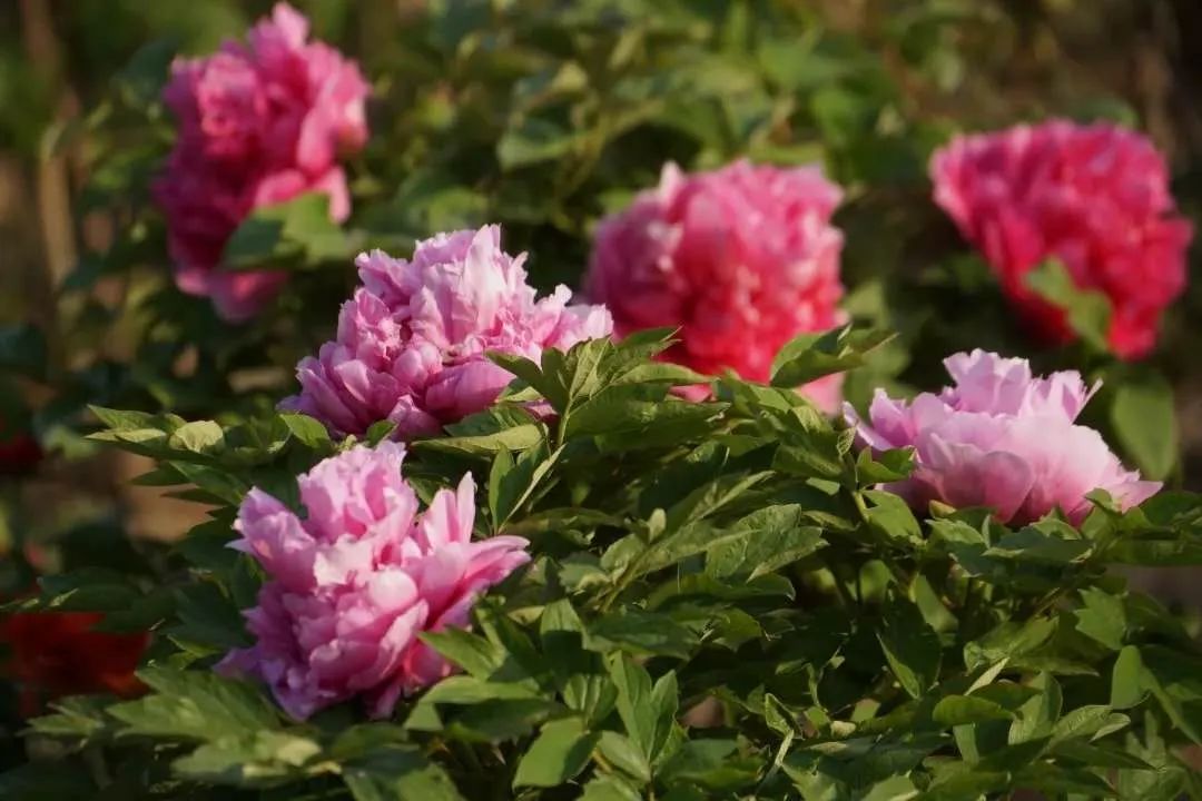 苏州赏花推荐景点有哪些,苏州赏花踏青攻略
