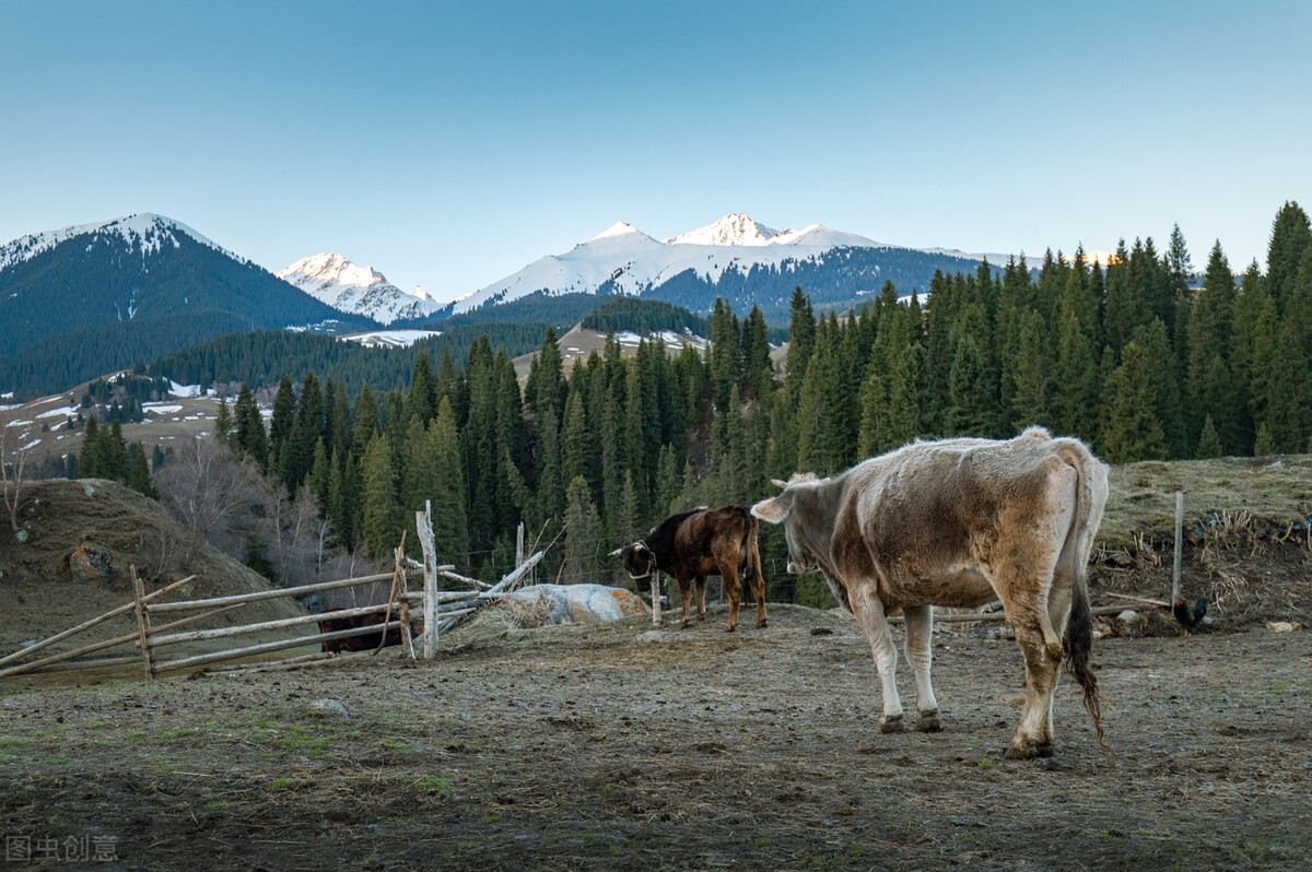中兽药苍术香连散清热燥湿效果好，不光家畜能用，家禽也可以用