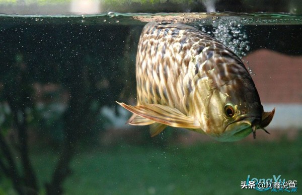 适合新手养的龙鱼品种,龙鱼对于新手来说好养吗