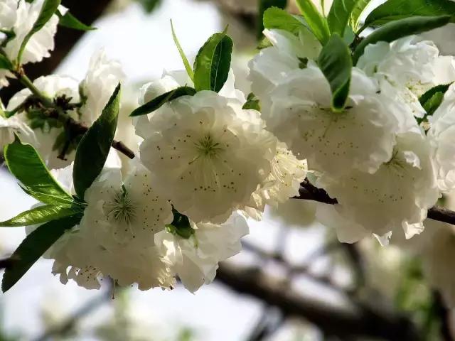 一次性摘各种各样的水果,一次性种很多草莓会怎么样