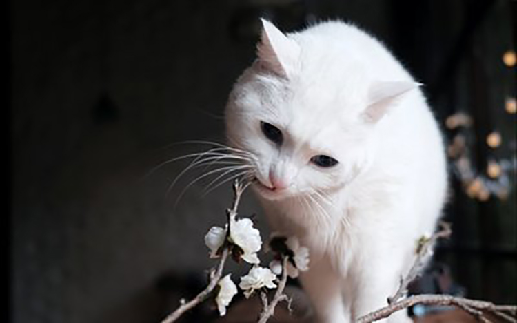 宠物猫挠了后怎么处理,养猫如何避免被猫挠