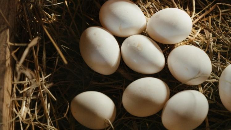 幼鸽出壳七天以内能喂啤酒酵母吗,刚孵出来的小鸽子需要谨慎什么