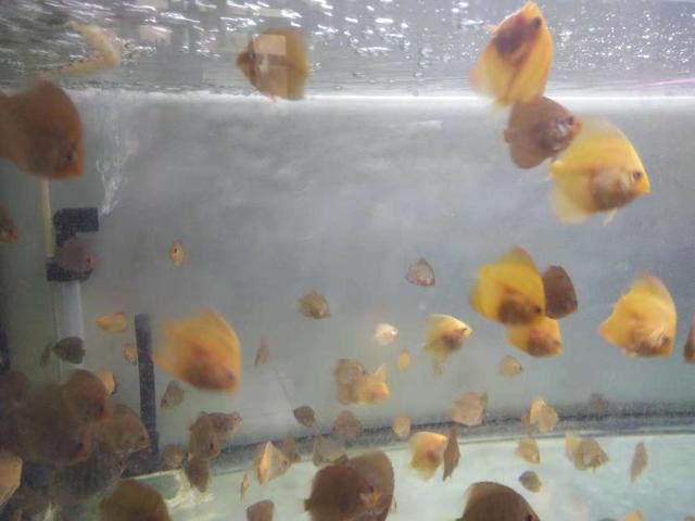鱼缸水的表面总有一层泡沫,斗鱼鱼缸水面上有泡沫油膜