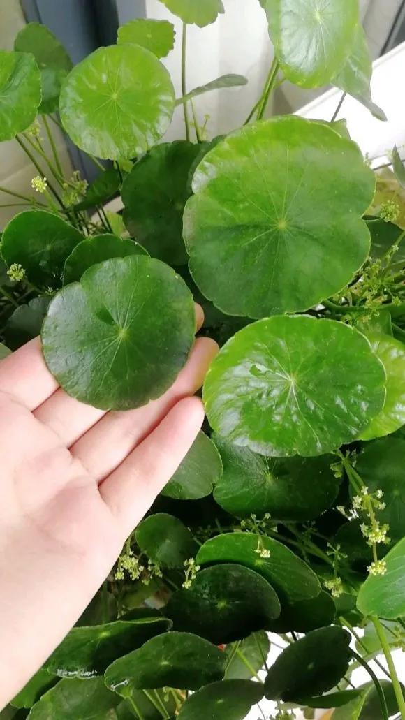 5种花随便养都能活,5种花叶子不能喷水一喷就全烂了