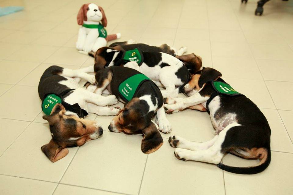 为什么试验犬用比格,检疫犬为什么寿命短