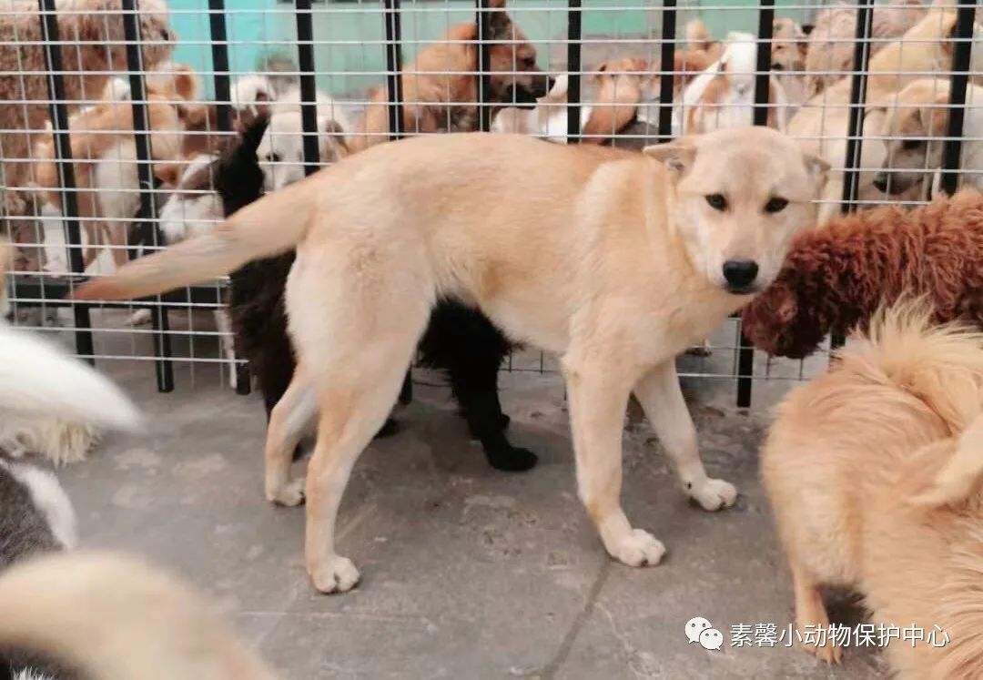 领养代替购买|2021年6月份福州线上宠物领养活动