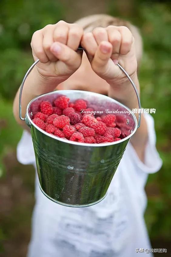 盆栽树莓能结多少果,盆栽果树一年可以长多高