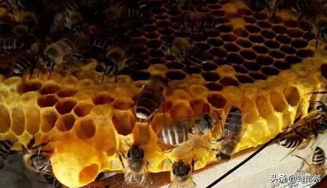 中蜂王台刚出能割蜜吗,中蜂王台需不需要割掉