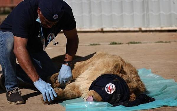 家中闯入眼镜王蛇,女子家中发现2米的眼镜王蛇