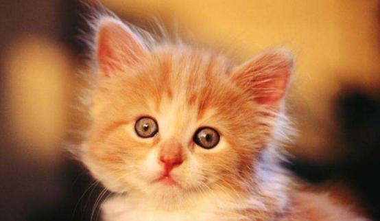 猫毛会被吸入婴儿鼻子,猫毛会入肺的新闻