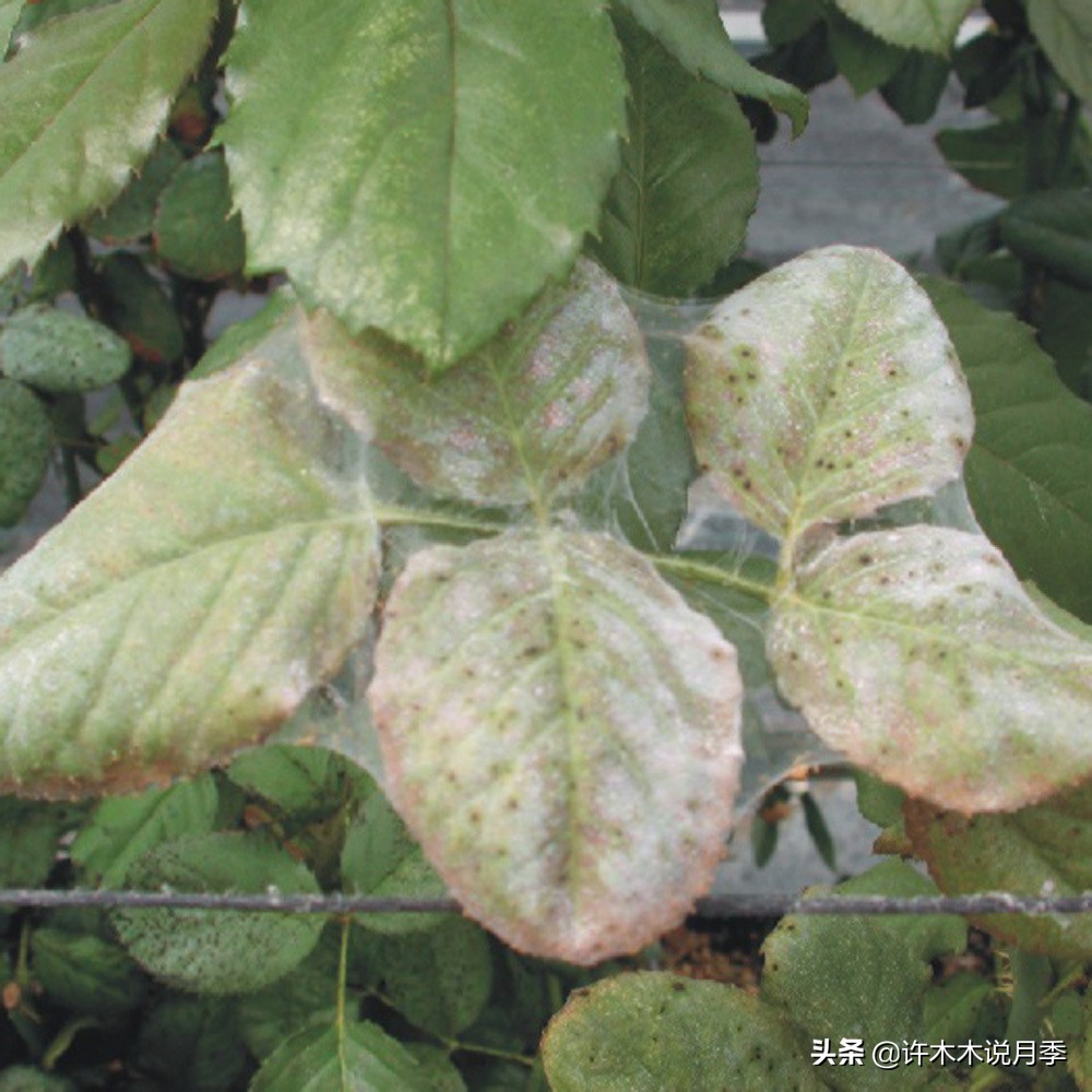 月季红蜘蛛紧急处理,月季红蜘蛛怎么预防