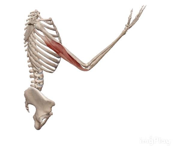 练不出麒麟臂的原因,简单实用的麒麟臂练法