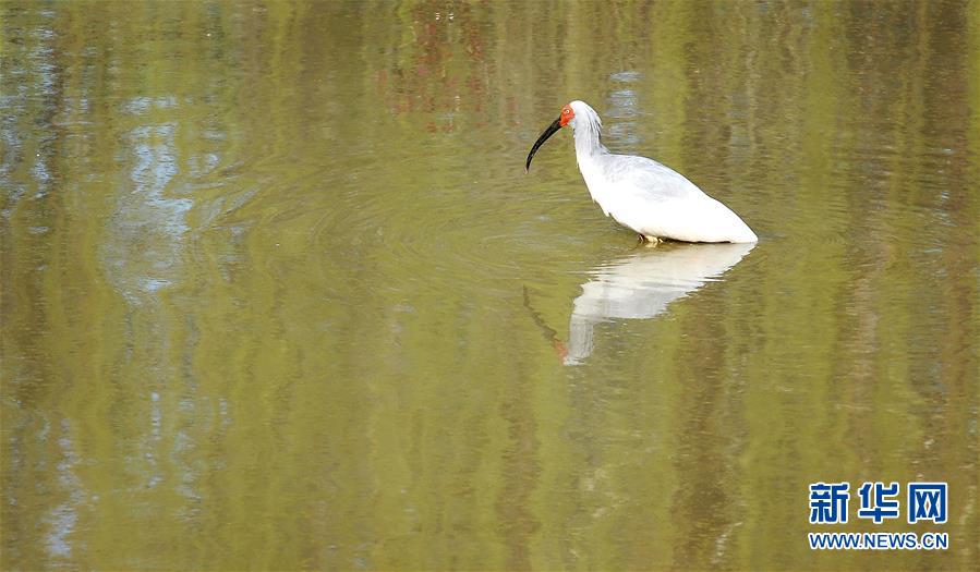 大自然的神奇朱鹮,国宝朱鹮让世界瞩目的东方宝石