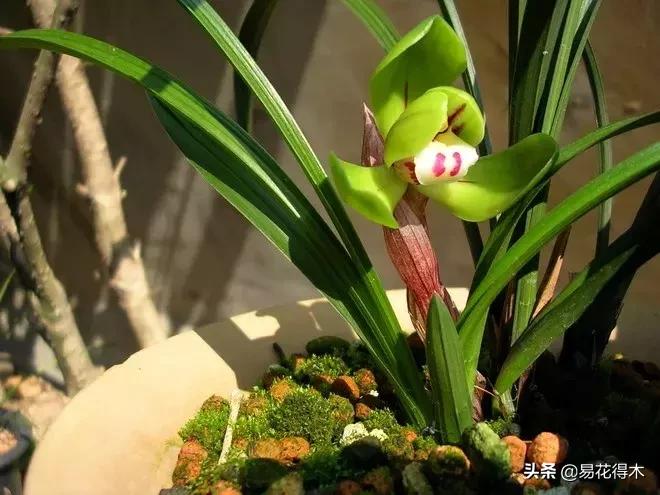 春兰荷瓣几大名品,春兰环球荷鼎和大富贵的区别