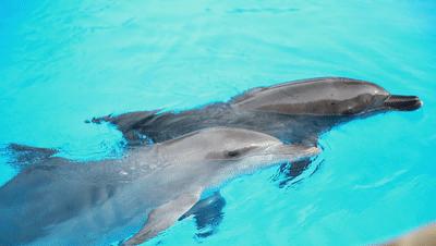 珠海长隆酒店排行榜,珠海长隆度假区三个酒店哪个好