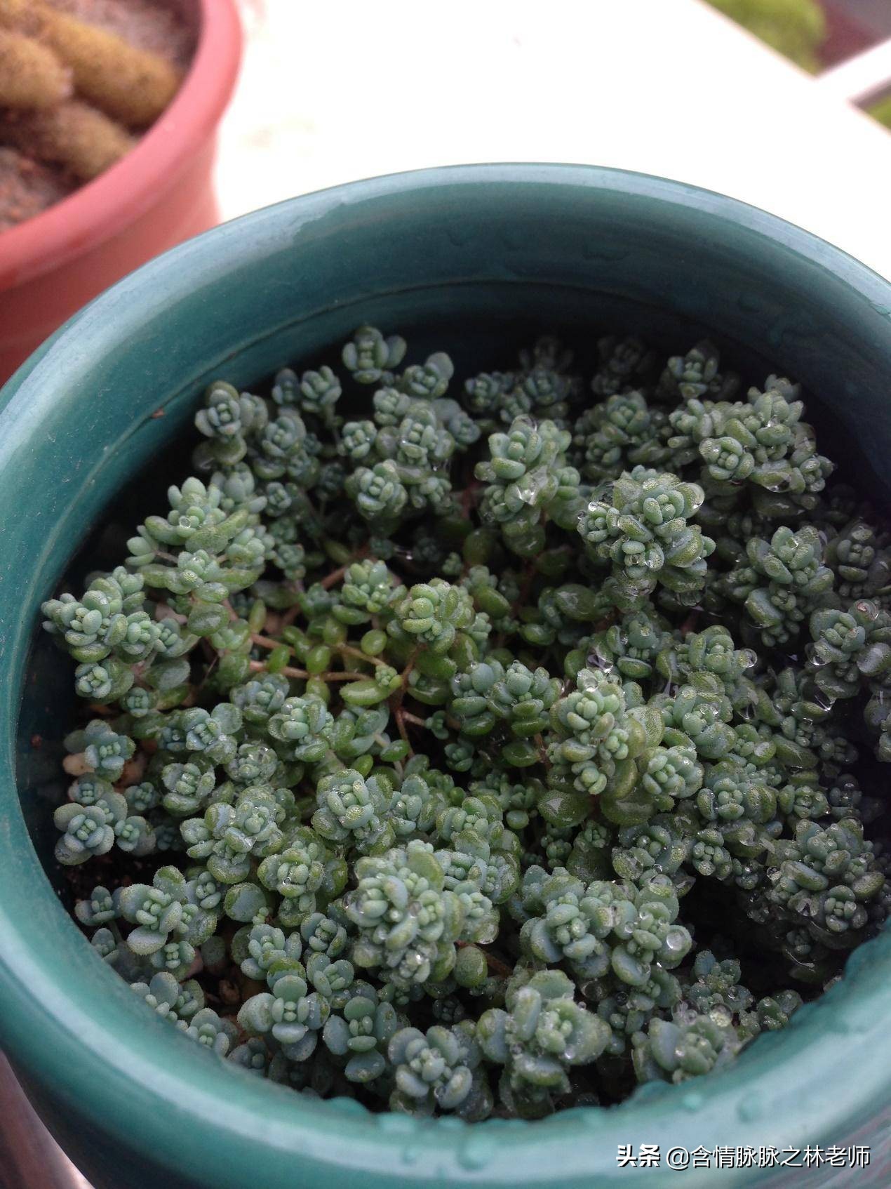 家里植物长得不好有什么说法,家里什么植物都养不好是什么原因