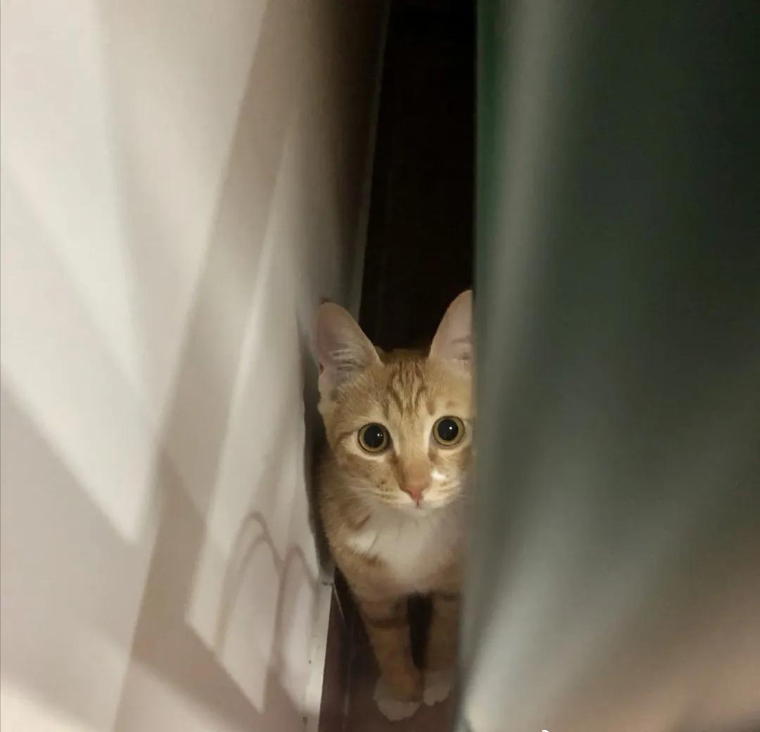 和宠物交流说什么,和宠物谈恋爱