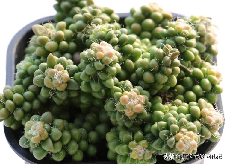 多肉茶笠盆景的养护,多肉彩色茶笠喜欢阳光吗