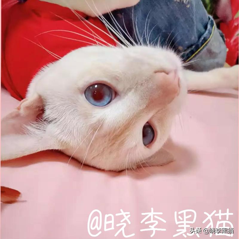 猫咪清洁耳螨如何不伤耳朵,猫耳朵清理需要注意什么