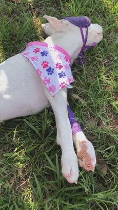 比特犬终于健康了视频,比特犬得了细菌性皮肤病