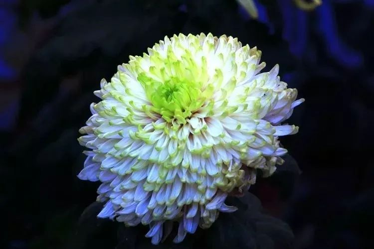 花中四君子菊花,花中四君子菊花的简介