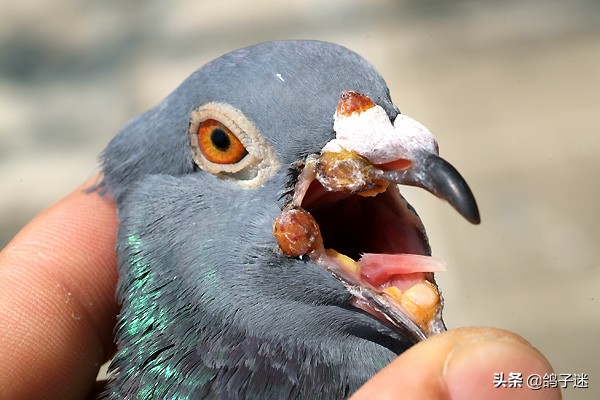 鸽歪头病怎么治疗,鸽瘟病怎么治疗