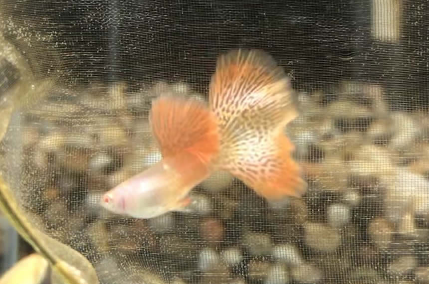 孔雀鱼有血病怎么治,孔雀鱼内出血能自愈吗