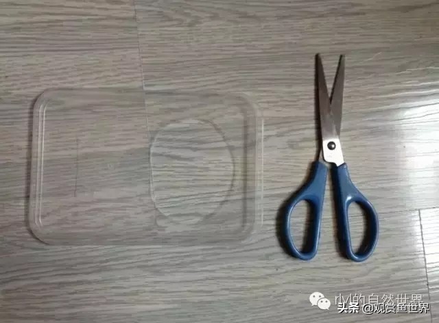 守宫最佳繁殖方法,守宫小技巧