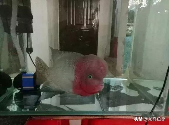 罗汉鱼的另类打开方式——爱您就给您痛的印记