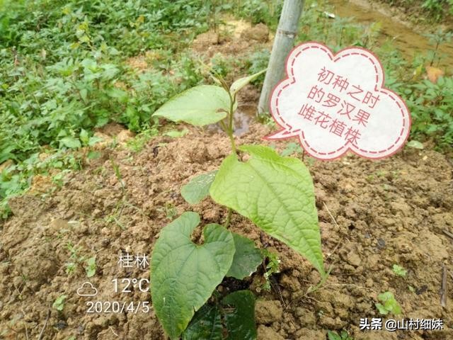 种植罗汉果,雌雄花期不相遇怎么办?先找到原因,解决办法在这里