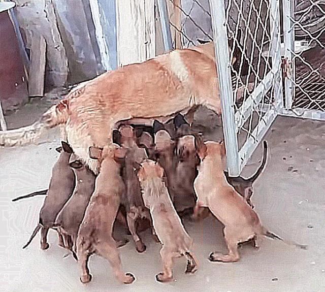 狗狗意外怀孕几个月生下小奶狗,狗狗怀孕了把它卖了