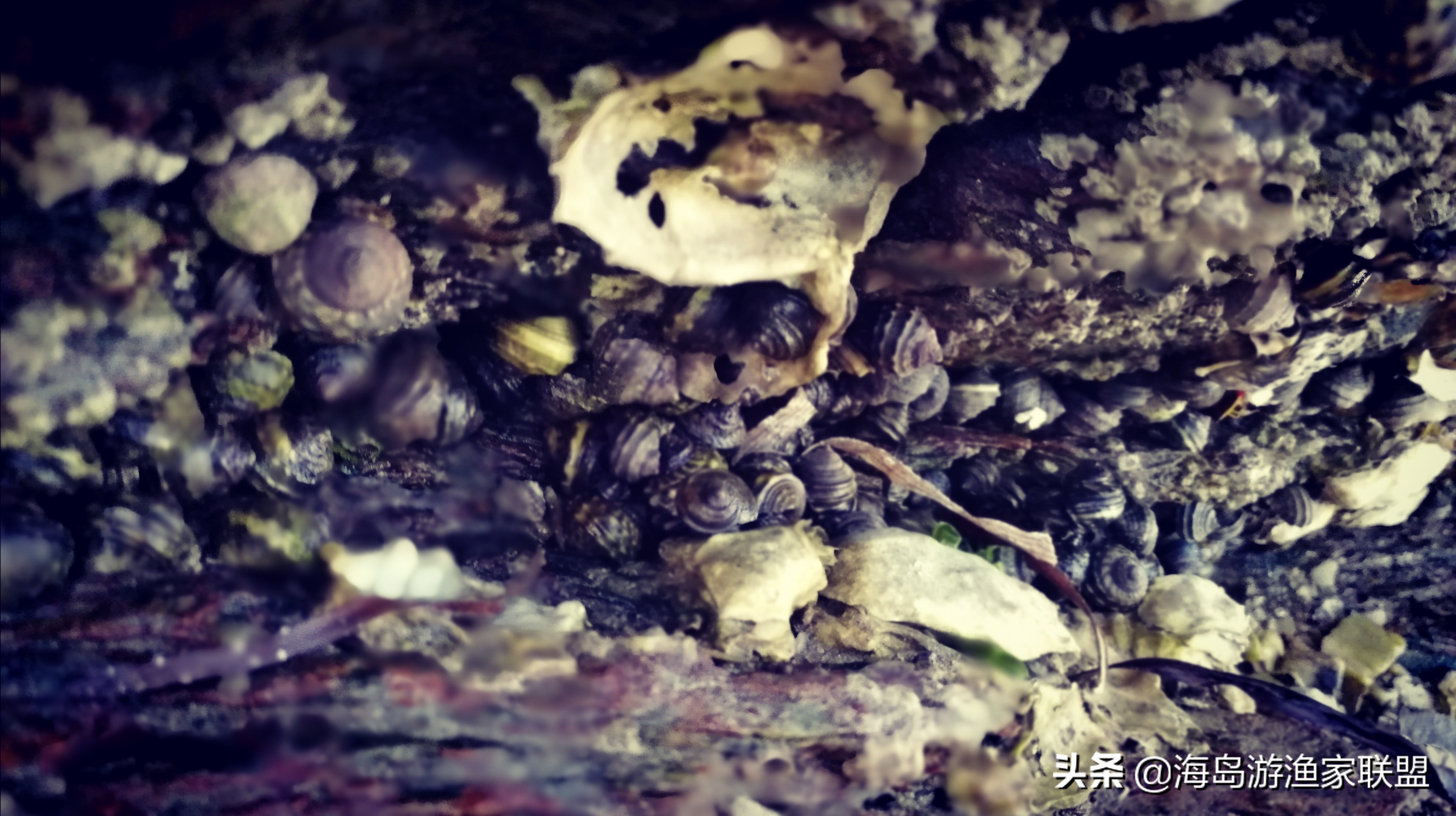 夏天哪凉快，来大连这个小岛，感受真正的夏季如春