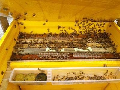 中蜂如何正确更换巢脾,怎样调蜂脾让蜂群壮大