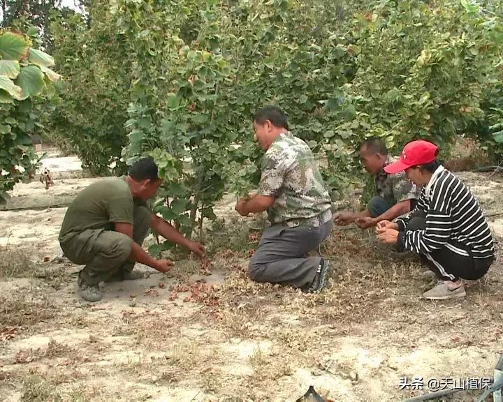 九十一团：发展榛子种植，职工增收信心足