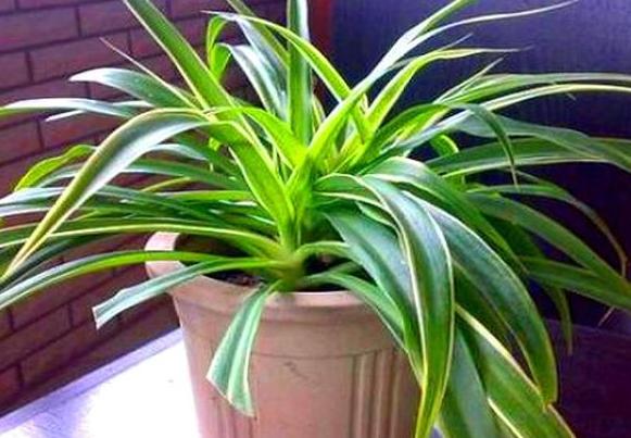 怎么把金边吊兰养得又矮又壮,金边吊兰爆盆了怎么养护